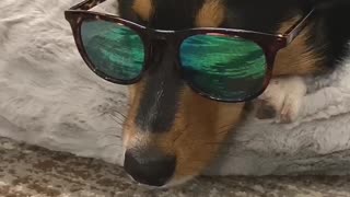 Corgi tries his paw as a TikTok influencer