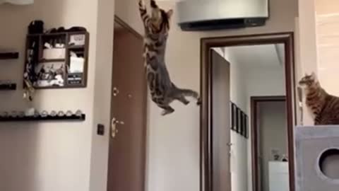 challenge my cat to jump high