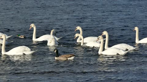 Swans and ducks in the river