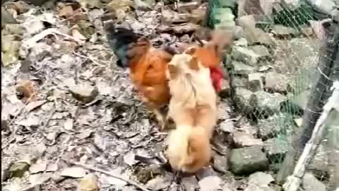 Chicken VS Dog Fight laugh