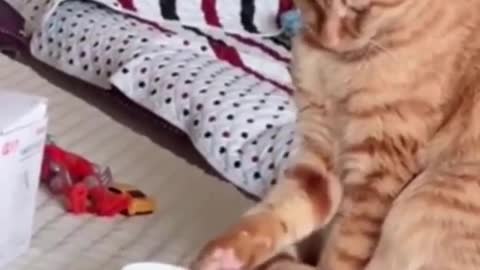 #shorts #Cats #Dogs #Pets #Animals.. Funny PETS Videos! TRY NOT TO LAUGH.