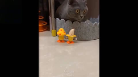 Cut Funny Pets Videos to feel well