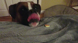 Boxer Loves Apples