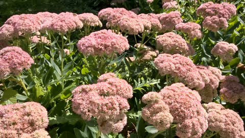 Honey Bees on Stonecrop (sedum)