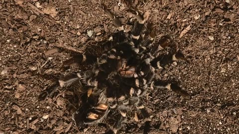 Mexican Flame Knee Tarantula Molting