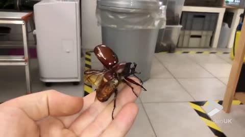 Giant Flying Beetle