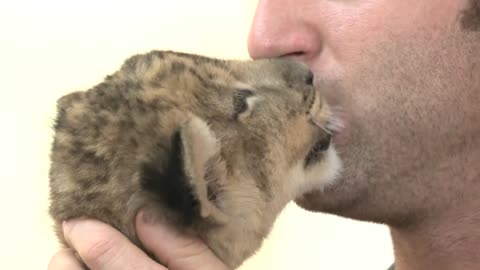 Baby lion kisses