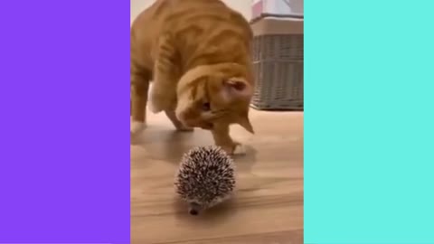 Small hedgehog & cat make friends