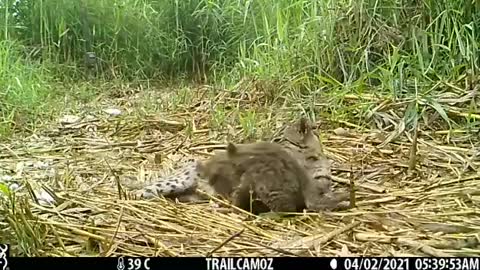 Our camera trapped a beautiful family of Fishing cat