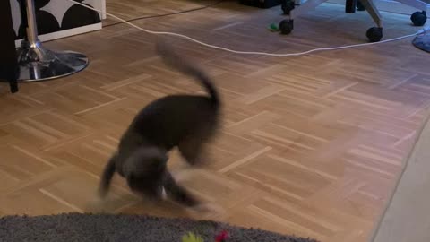 Cat goes crazy with toys!