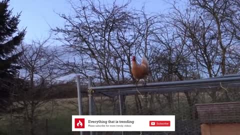 Chicken can fly