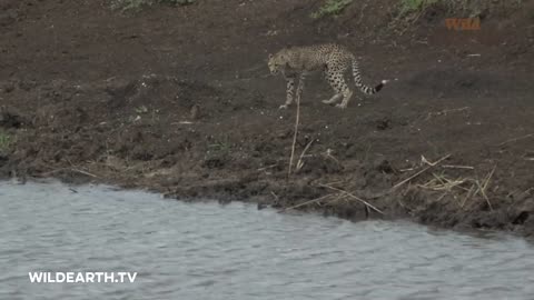 Crocodile vs Black cheetah,