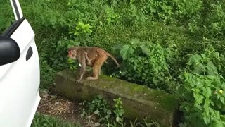 greatness of motherhood in animals