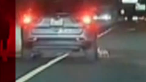 Drivers in New York helped save a dog that was running along a busy road. #Shorts #NYC #BBCNews