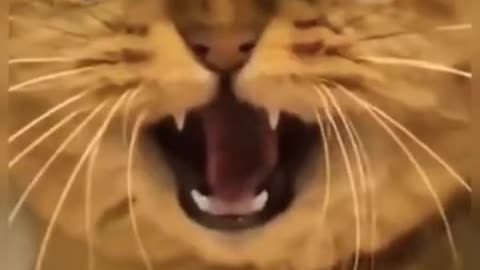 Cats roar 😘😘🤣🤣