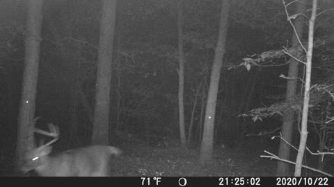 Squiggly on trailcam. Oct. 2020