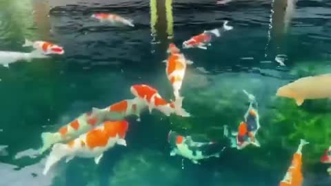 Koi fish pond