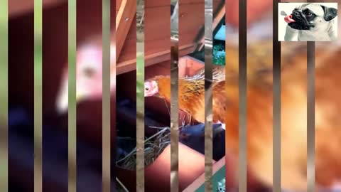 Funny Chickens Videos Try Not To Laugh - Funniest Animals 2021