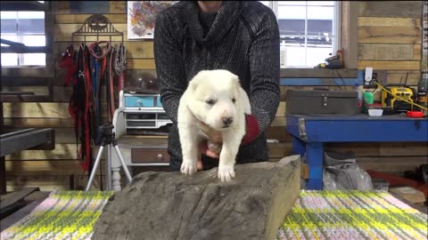 Central asian shepherd puppies boys