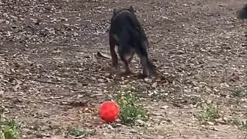 Unlikely Backyard Best Friends