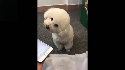 Dog howls after a hooter...