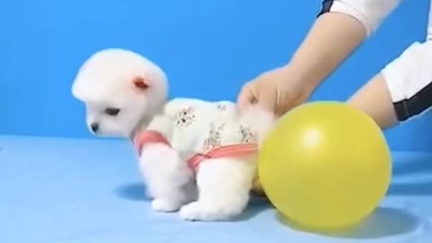 Girl fills the balloon with the puppy's foot - funny video