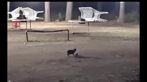 Funny Cat Video #rescuedandloved #cat #doglover