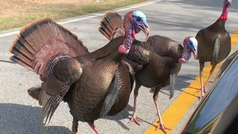 Wild Turkeys Tag Team Corvette