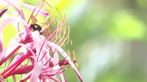 Black Bee On Flower