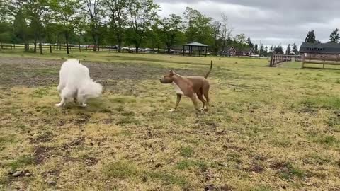 German Shepard Aggressively Attacks Pitbull (Off Leash Dog Park) !!!