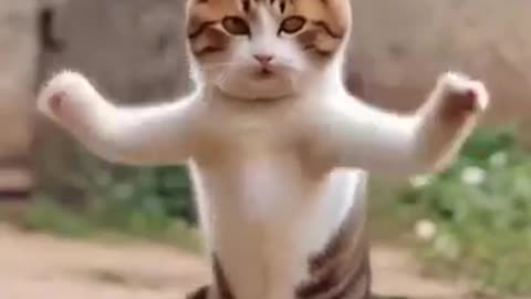 Dancing Cat