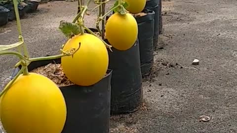 Big yellow melon growing in polybag