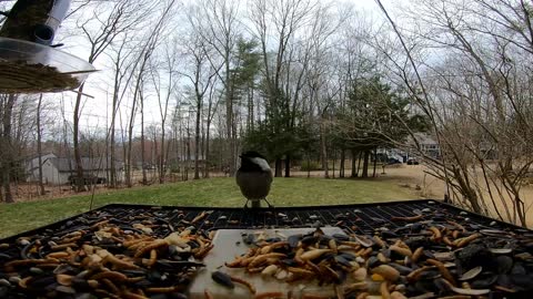 Tufted Titmouse and a Chickadee