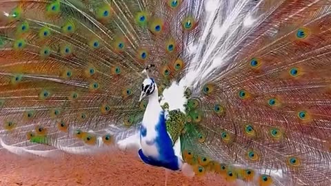 Beautiful peacock bird