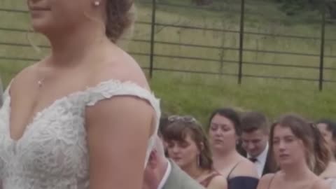 Bovine Interrupted a Wedding