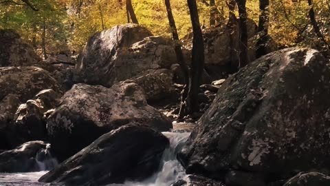 A brook among the stones in an autumn golden forest