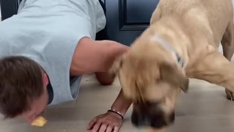 Dog and man challenge video funny video