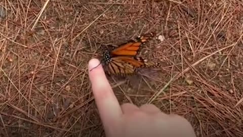 Girl befriends butterfly after saving it from under her headlights 🦋🥰