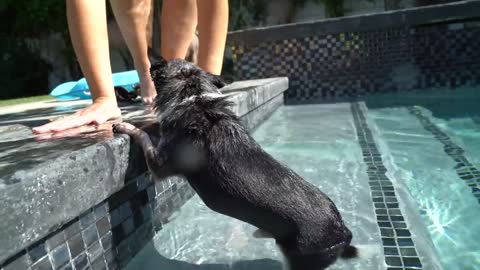 Teaching dogs to Swim