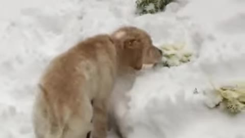 Puppy’s first snow !