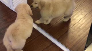 Cutest Puppy Ever Tries To Play With Her Reflection In The Mirror