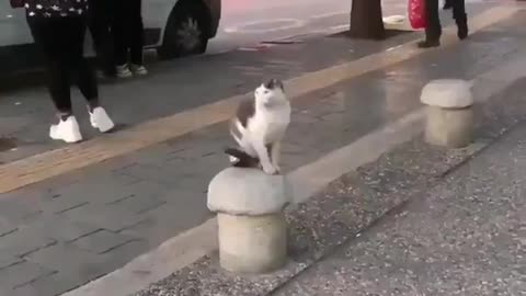 This cat owns the street