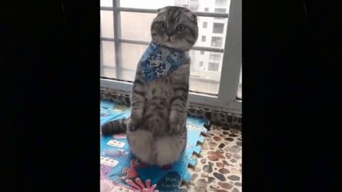 CATS will make everyone laugh , Funny CAT compilation