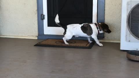 Small brown white dog stretches on door mat