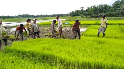 Assam India video