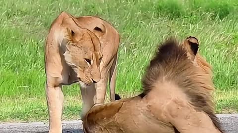 Lions Take Over the Road in Sabi Sands