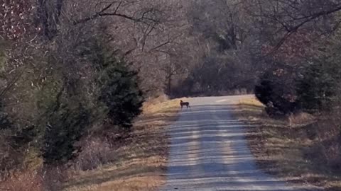 Deer and Bald Eagle Encounter