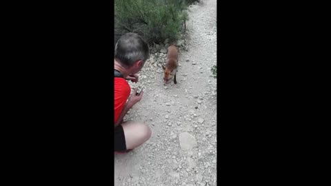 Friendly wild fox snacks on energy bar