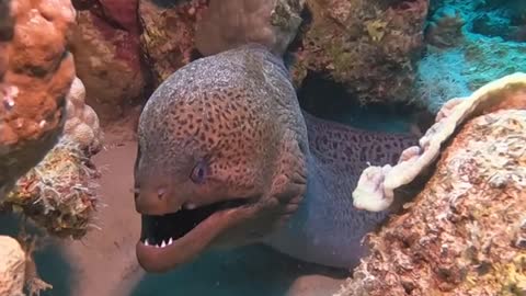 Sleepy Moray Eel