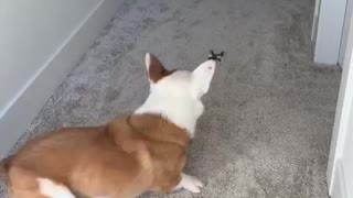 Corgi and the Drone